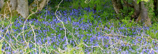 25 bluebells, Ruth's coastal walk, The Rhins, Galloway