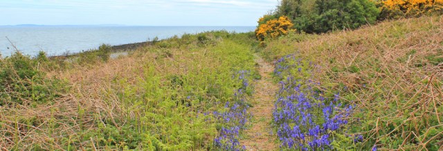 26 bluebell path, Ruth hiking the Mull of Galloway Trail
