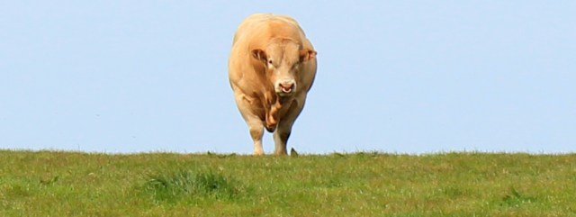 28 bull, Ruth's coastal walk, The Rhins, Galloway