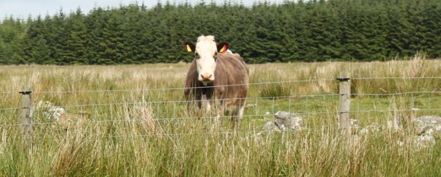 28 watched by cattle, Ruth Livingstone