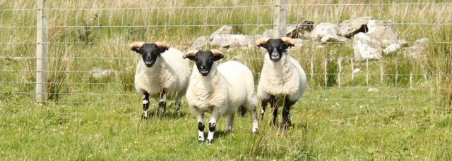 29 watched by sheep, Ruth Livingstone