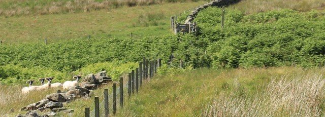 31 (b) Galloway Burn, Ruth's coastal walk, Scotland