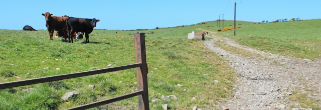 32 feisty bullocks, Ruth's coastal walk, The Rhins, Scotland