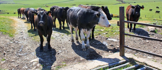 33 bullocks and cattle grid, Ruth's coastal walk, The Rhins, Scotland