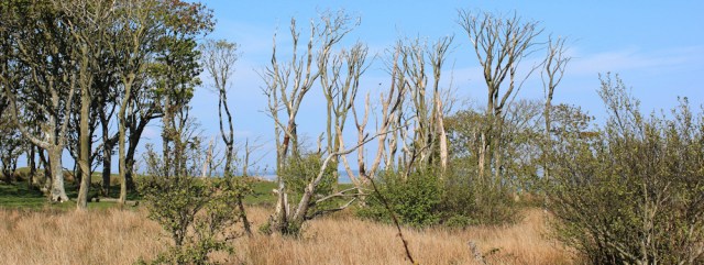 33 dead trees, Ruth Livingstone's coastal walk