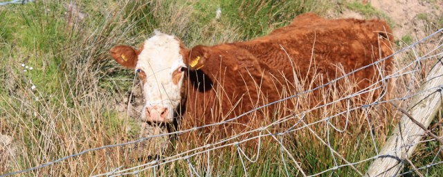 35 cow in a ditch, Ruth's coastal walk, Galloway, Scotland