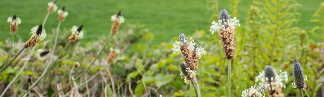 35 grasses in hedgerow, Ruth's coastal walk, The Rhins, Galloway