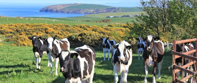 41 cows, Mull of Galloway, Ruth Livingstone hiking