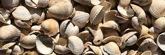 shells 2
