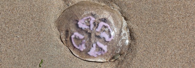 02 jelly fish on beach Ruth hiking to Ayr, Scottish Coast