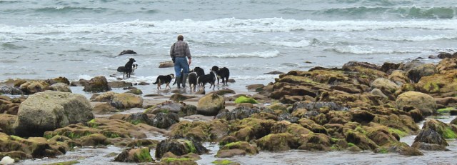 06 collies on Bennane Lea, Ruth walking the Ayrshire Coastal Path, Scotland