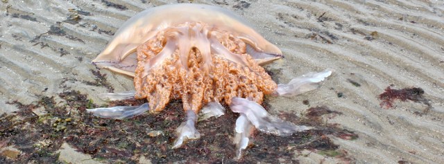 10 Jellyfish on beach, Ayr, Ruth hiking the coast of Scotland