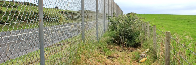 10 obstructed verge, A77, Ruth walking the Ayrshire Coastal Path, Scotland