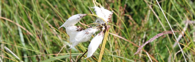 11 cotton grass plant, Ruth hiking in Scotland, Ayrshire Coastal Path