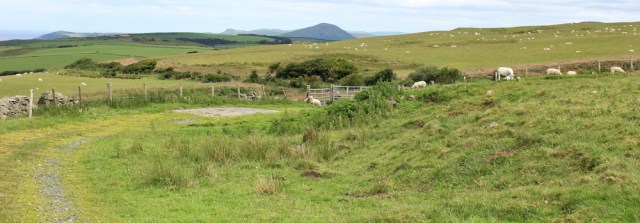12 track through sheep fields, Ruth hiking the Ayrshire Coastal Path, Scotland