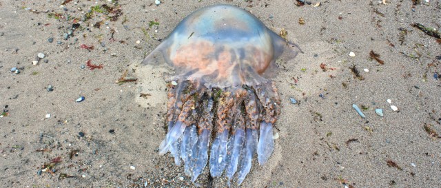 13 more jellyfish, Ruth hiking the coast of Scotland
