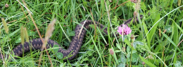 15 adder in the grass, Ruth walking the Ayrshire Coastal Path, Scotland