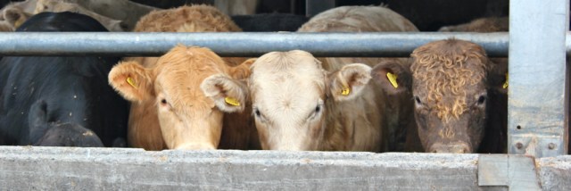 15 cows in shed, Girvan Mains, Ruth Livingstone walking the Ayrshire Coastal Path