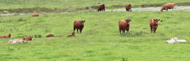 16 cows and calves, Ruth Livingstone walking in Scotland