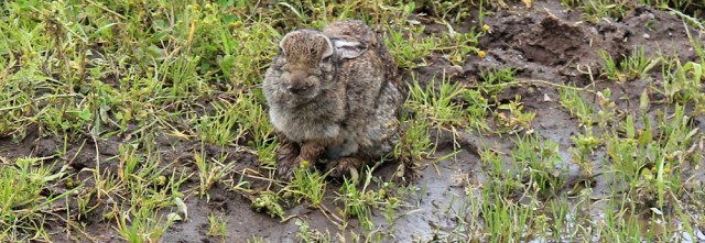 18 ill rabbit, Ruth Livingstone walking the Ayrshire Coastal Path