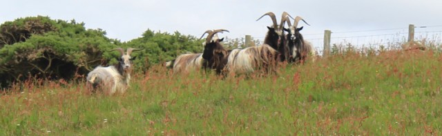22 goats on cliff, Ruth hiking the Ayrshire Coastal Path, Scotland, Ballantrae