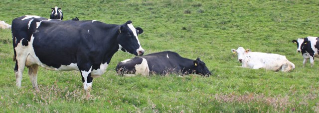 24 cows on the path, Ruth hiking the Ayrshire Coastal Path, Scotland