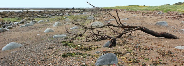 26 driftwood on beach, Ruth Livingstone walking the Ayrshire Coastal Path
