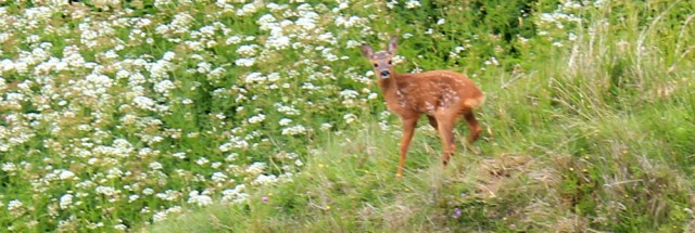26 frightened fawn, Ruth hiking the Ayrshire Coastal Path, Scotland