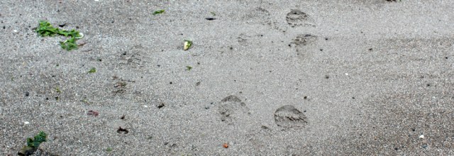 29 footsteps on the beach, Ruth hiking the Ayrshire Coastal Path, Scotland