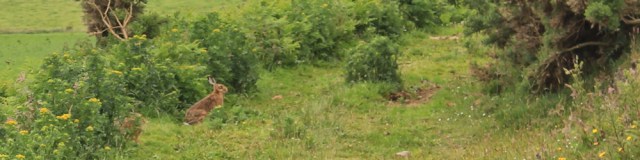 29 hares on path, Ruth hiking the Ayrshire Coastal Path, Scotland