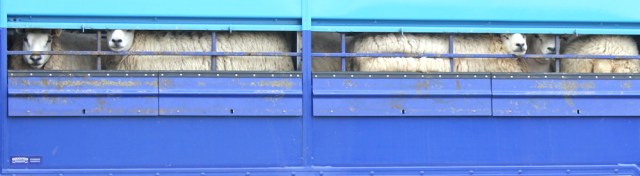 34 sheep in container truck, Ruth hiking the Ayrshire Coastal Path, Scotland