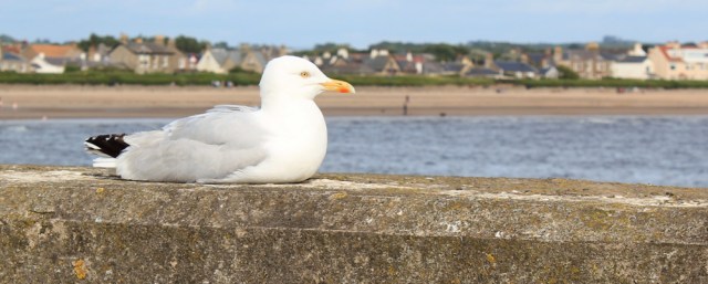 58 tame seagull, Ruth hiking the Ayrshire Coastal Path, Troon