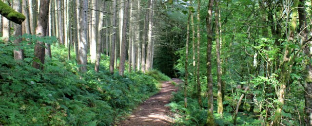 05 footpath through woods, Glenashdale Burn, Ruth walking around Arran