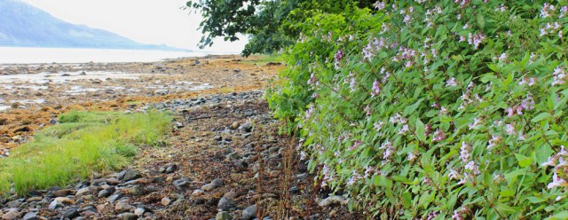 07 Himalayaan Balsam on beach, Lamlash Bay, Arran, Ruth Livingstone