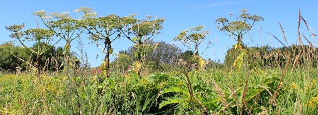 08 giant hogweed, Ruth Livingstone in Scotland