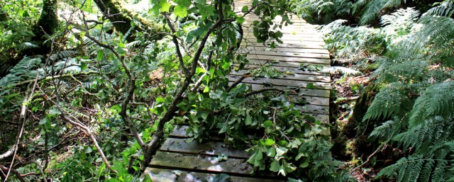 11 fallen trees, Ruth Livingstone's coastal walk