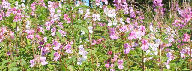 12 himalaya balsam, Ruth hiking the Ayrshire Coastal Path, Scotland