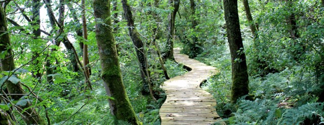 13 walkway through woods, Ruth hiking the Arran Coastal Way, Scotland