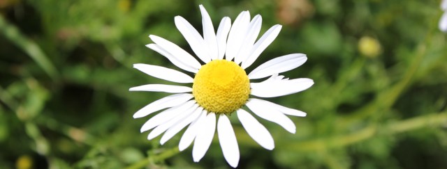 17 daisies, Ruth Livingstone