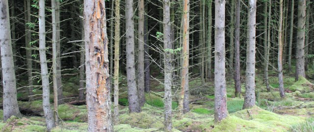 21 pine forest, Isle of Arran, Ruth's coastal walk