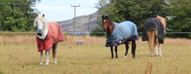 24 horses in field, Ruth hiking the Arran Coastal Way, Scotland