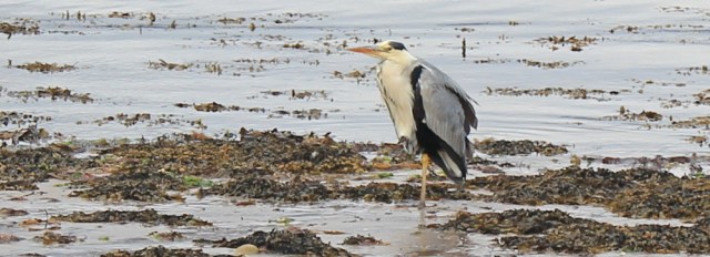 29 heron on the beach, Ruth hiking the Arran Coastal Way, Scotland