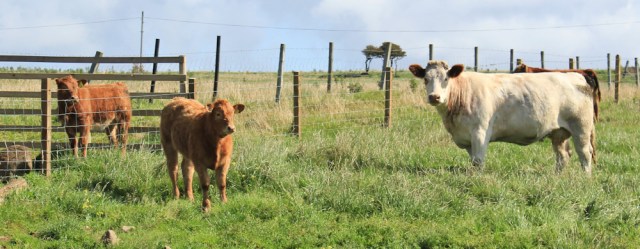 10 cows with calves, on Arran, Ruth Livingstone