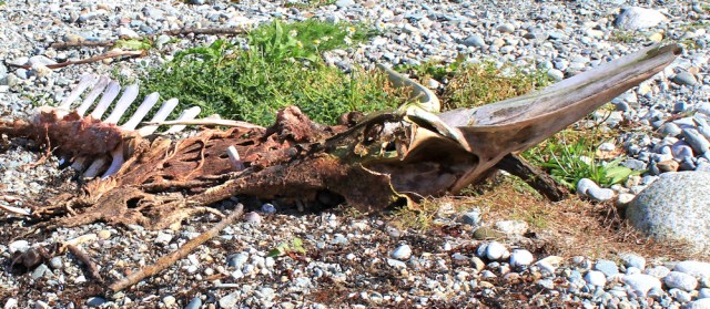 10 skeleton of a sea creature, Ruth Livingstone