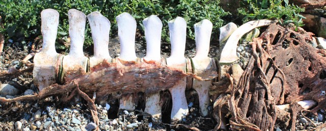 11 vertebrae of skeleton, Ruth Livingstone, Scotland