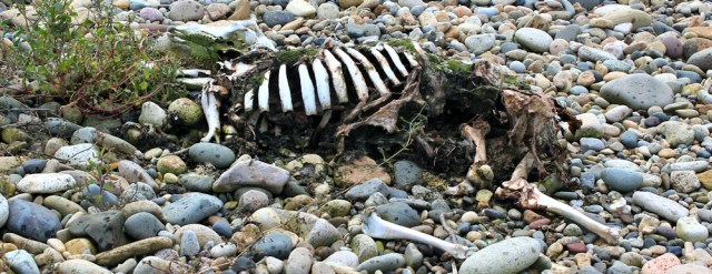 12 sheep skeleton, Isle of Arran, Ruth walking the coast