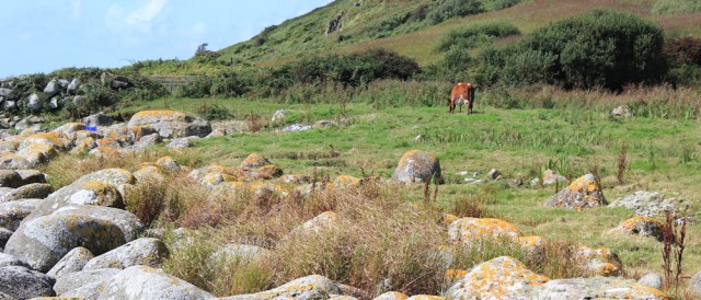 16 grazing cattle on Arran coastal way, Ruth Livingstone
