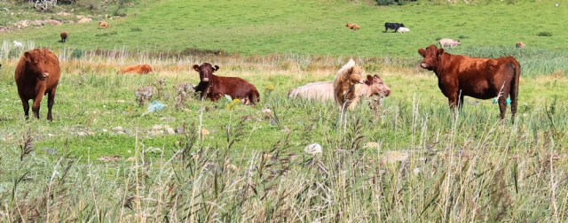19 cows watching Ruth Livingstone, Arran, hiking