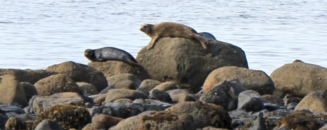 20 seals watching Ruth Livingstone, Arran