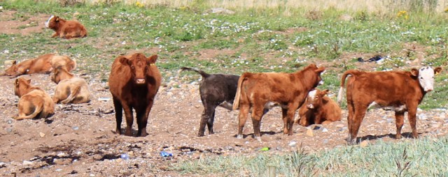 21 still watching, Ruth hiking around the coast of Arran